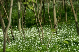 Wiese im Tiergarten